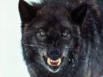 Wolf's Photo